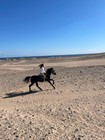 HORSEBACK RIDING IN HURGHADA (1 HOUR $ 15, 2 HOURS $22)